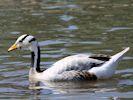 Bar-Headed Goose (WWT Slimbridge July 2013) - pic by Nigel Key